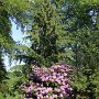 Rhododendron Impressionen